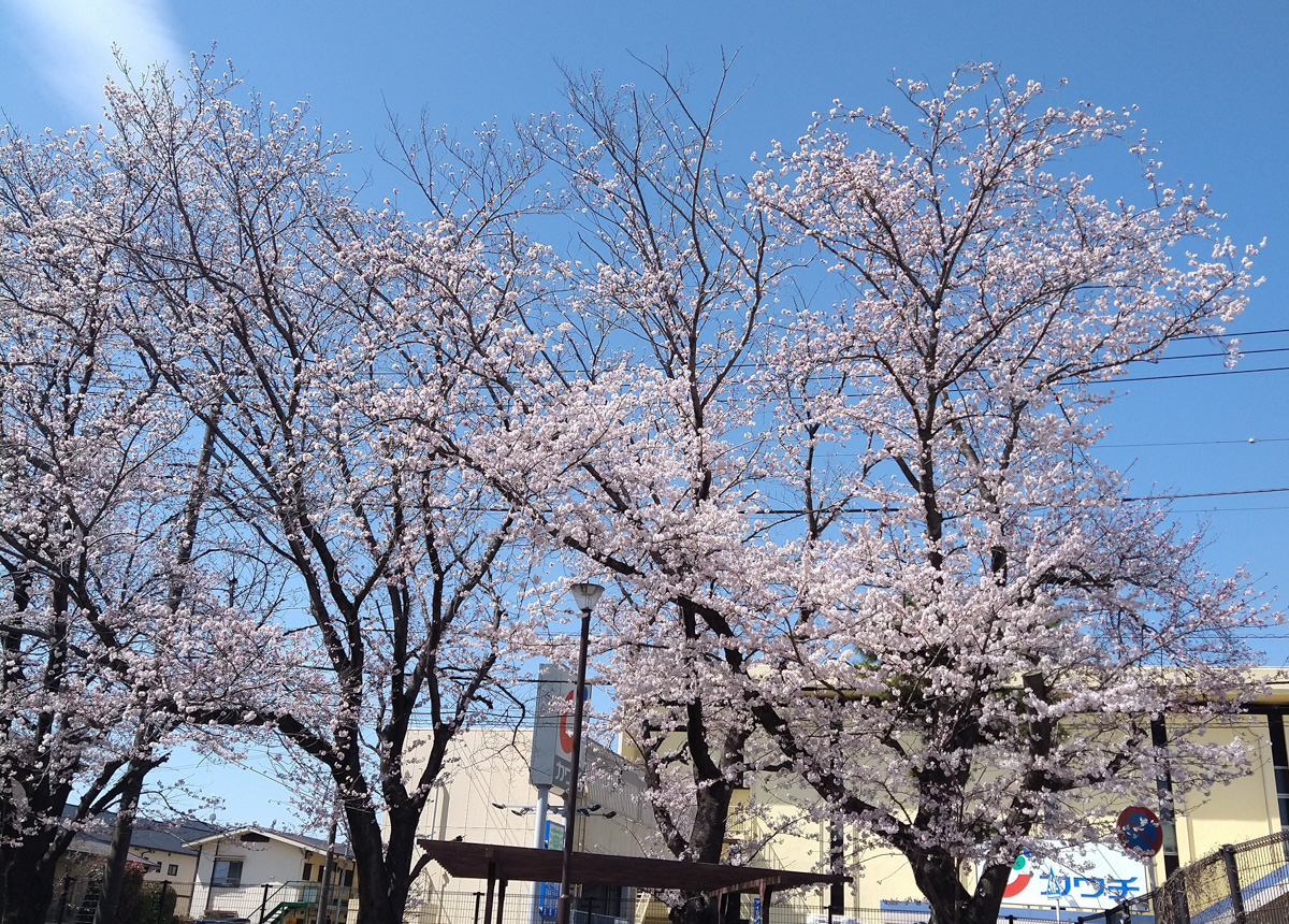 柏市千代田2丁目の千代田町公園の桜（ソメイヨシノ）の写真を送っていただきました【2022】 | 柏つうしん - 千葉県柏市の旬の話題がモリモリ盛り沢山！